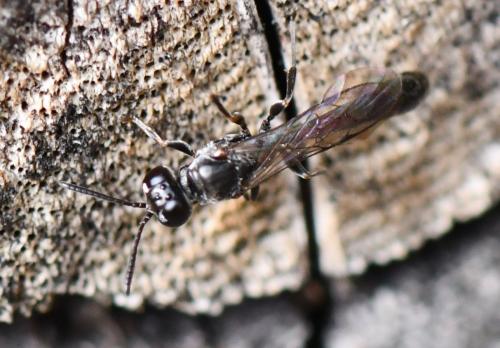 Trypoxylon sp.